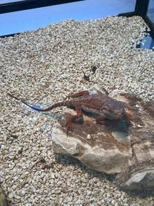 Dragon for sale