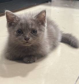 bsh kitten male