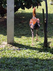 ayam sabung.. jenis pakoi