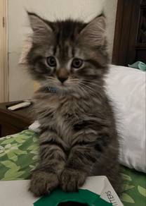Persian Mainecoone Kitten