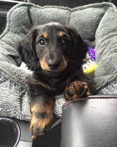 ALAS_700876 Mini Dachshund long haired puppies