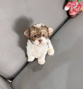 MINI POODLE PUPPIES S106 🌻 Poodle REHOME Male