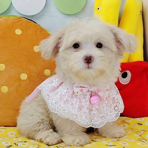 Maltipoo