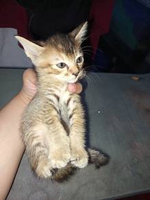 Free adoption kucing 