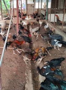 ayam 