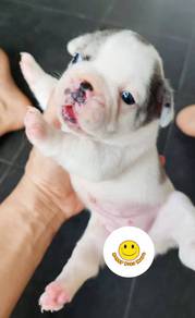 GQQ2977 French Bulldog puppies