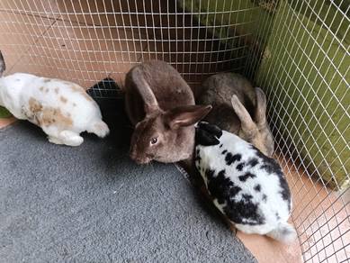 minirex bulu carpet 