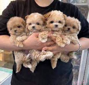 Maltipoo