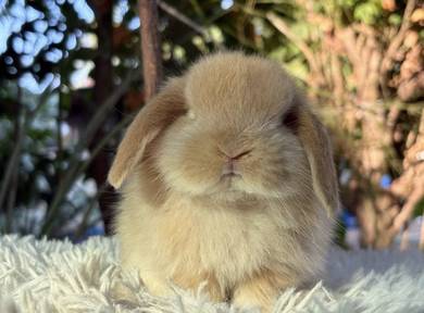 Holland lop