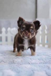 apple head Chihuahua 01