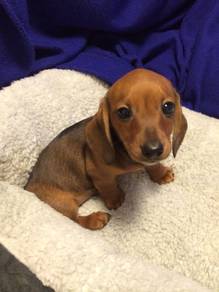 Trusting Daschund / Premium Sausage / Long Body /