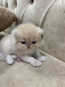 persian flat face