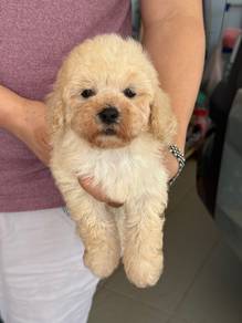 Cream Color Toy Poodle
