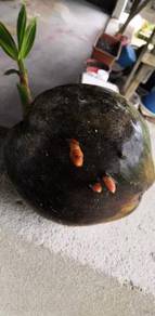 Benih kelapa akar merah/sgg cn16