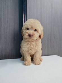 adorable Maltese mix poodle Maltipoo 