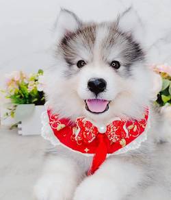 Husky