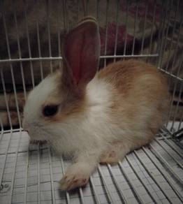 mini bunny