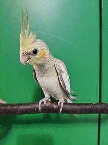 cocketail bird 