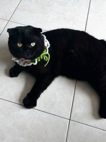 Black Scottish Fold & Siamese American Curl