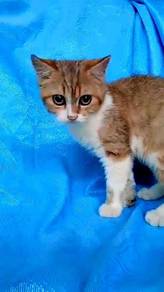 bsh