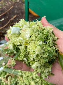Rumput Napier Fresh Chopped
