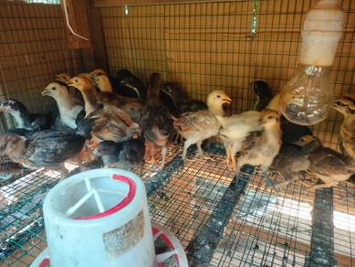 Anak ayam kampung asli