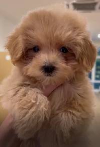 G42 Charming Maltipoo Dog