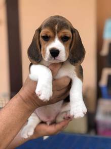Beagle