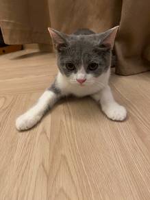 Bsh Bicolour For Rehome