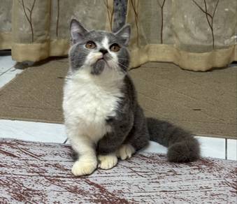 Ss Munchkin