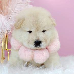 Chow Chow