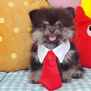 Pomeranian