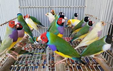 Burung gouldian finch #pipitpelangi