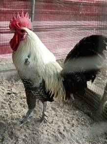 ayam Arab jantan 🐔 