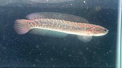 Ikan Channa Fish - Asiatica Kalimaya 6 inch (AK-7)