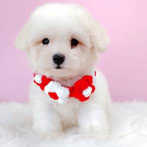 Poochon