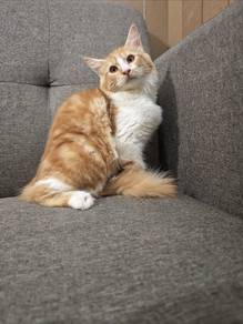 mix mainecoon 