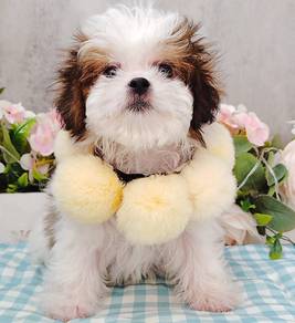Shih Tzu