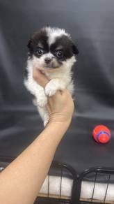Tri Color Long Fur Chihuahua Puppy (M) 长毛三色吉娃娃 男生