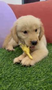 Golden retriever male Mka microchip