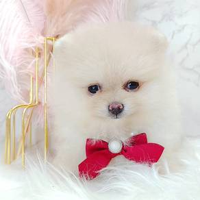 Pomeranian