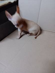 Apple Head Chihuahua
