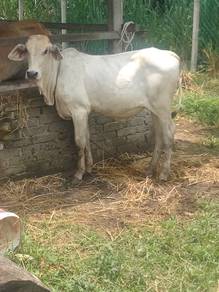 lembu dara Brahman 
