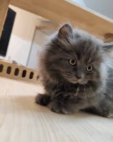 British longhair kitten