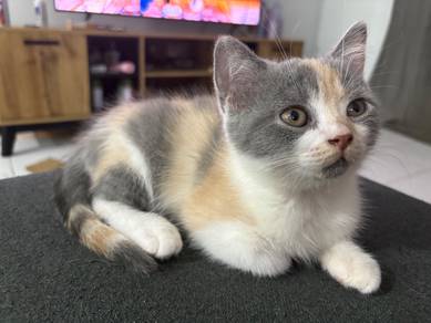 Bsh kitten