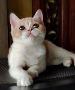 British Shorthair Kitten