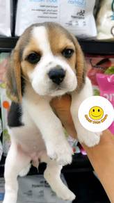 WWQ8801 Beagle tri color haired puppies dogs