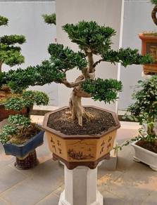 Premium Bonsai Podocarpus@盆景