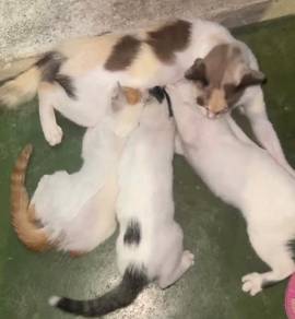 Home for kittens