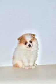 D33 Cute Pomeranian Puppy